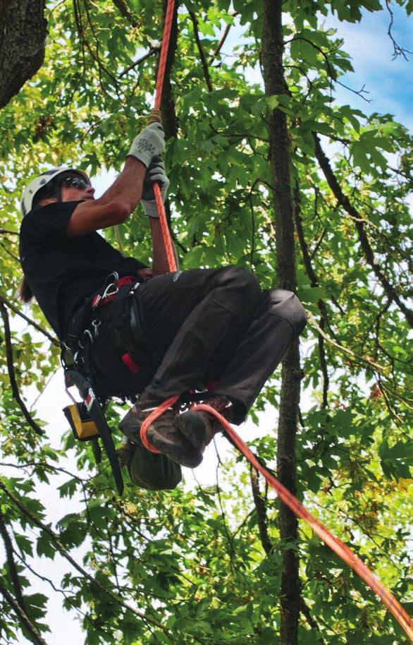 No worries. That s our promise. Safe, reliable, hard-working Samson climbing lines for the professional arborist.