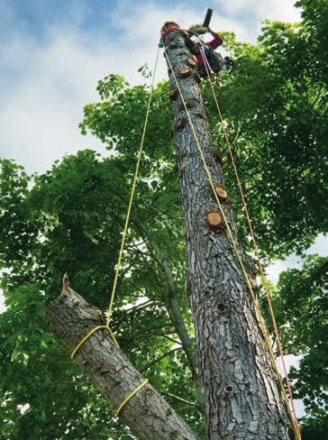 Rigging puts higher demand on your rope than anything else on your job site. Rigging is perhaps the most advanced and demanding aspect of tree work.