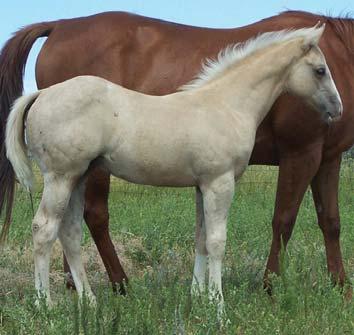 BHR Baldy Guy 20 Foaled: May 2, 2010 Palomino Stud BHR Nice Shake Shake It Special BHR Kinda Nice AA Special Effort (Midland Jet) Shake It To Em (Sobre Bueno) Can He Go AAA (Pacifi c Bailey) Some