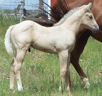 BHR Effortlessly 22 Foaled: June 6, 2010 Palomino Stud BHR Special Miss Shake It Special AAA BHR Missy Socks AAA Special Effort AAA (Raise Your Glass) Shake It To Em AAA () Can He Go AAA (Pacifi c