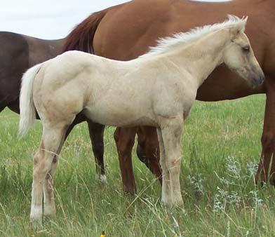 Effortlessly s maternal grandam, BHR Missy Socks, has raised top-performing race, rope, barrel and ranch horses Mating her daughters with a son of Frenchman s Guy like should give you the genetic