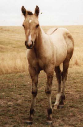 Red Dun Stud 32 Foaled: May 1, 2010 Buckskin Stud Mr Baron Red Two Eyed Red Buck Ima Tyree DR Laughing Two Eyes