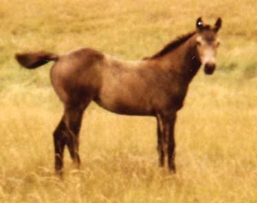 Miss Cody Quincy Joe Qunncy Mia Cody A big, stout stud colt out of a Bricks Lynx mare. From Dubray Ranch.
