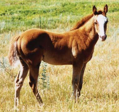 Brigance E Blurr By You Easy From Jim & Frances Peterson Brigances Jet Easy Foaled: 2004 #4357236 Gray Stallion Beduino Dusty Be Lady Easy Saint Ima Blurr Romany Royal Jo-Ann-Cat Alamitos Bar