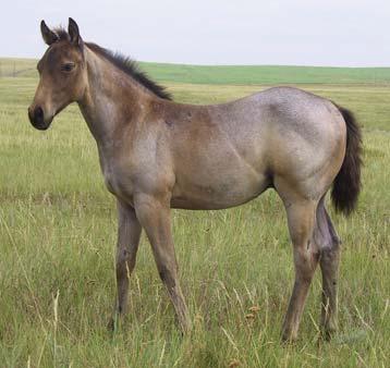 Grande Rondo (Lopez Gray Man) Joes Classy Sunday (Gentlemen Joe) Another unique colored colt, started buckskin but looks to be roaning some. Seeks out people and wants to be your friend.