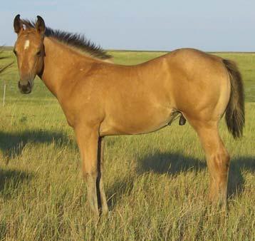 From Five Arrow Quarter Horses FA Drifters Picante 12 Foaled: May 13, 2010 Buckskin Stud Doc s Jack Frost (Doc Bar) Drop Of Frost Drop of Sugar (Sugar Bars) Frosts Annie Fritz Dashing By Fritz