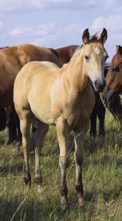 Powerful hip, good muscle throughout and a beautiful Palomino color. Compete on her fi rst and then improve your mare band with her.