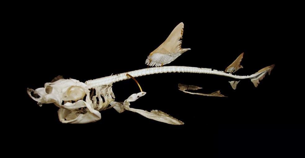 Flexible skeleton Sharks have simpler skeletons than bony fish.