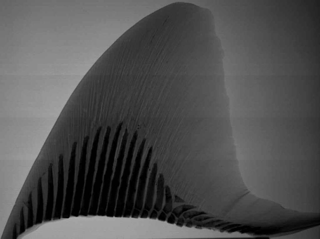 Flexible skeleton Shark fins and tails contain hundreds of stiff thin rods of cartilage,