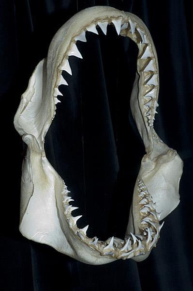 Teeth and jaw A hunting species, such as the great white or the tiger shark, has several rows of teeth.