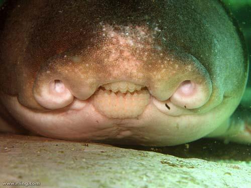 Teeth and jaw Port Jackson sharks have small, sharp, pointed teeth at the front of their