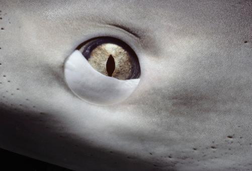 This closes over the eye when the shark is about