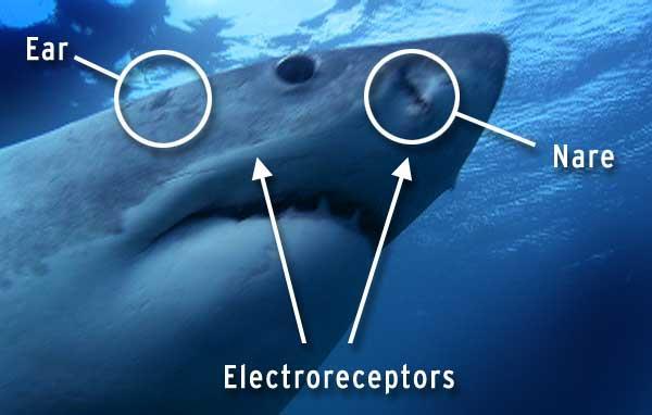 Hearing sounds Sharks have ears. The openings are tiny holes, just behind the eyes.