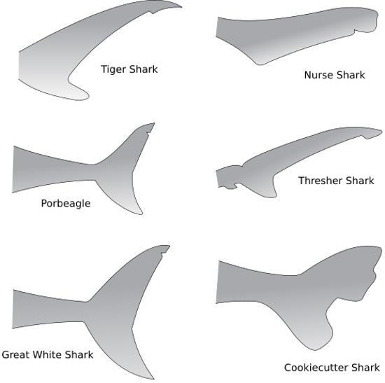 Shark tails The shape of a shark s tail usually indicates its swimming speed.