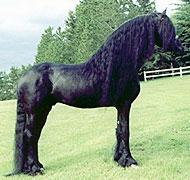A pony breed that stands between 13 h and 14 h.