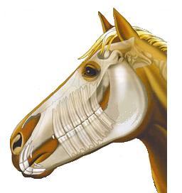 UNIT 7: THE HORSE S MOUTH Teeth serve an important function by helping horses obtain food and grind it in preparation for digestion. And horses like people need regular dental care.