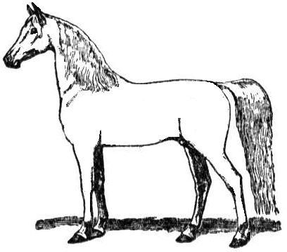 UNIT 10: CONFORMATION Conformation of the horse is not just about how he looks when stading still but about