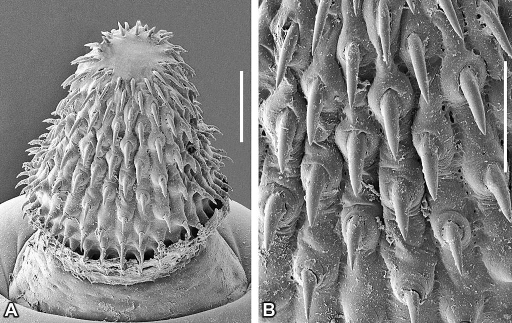 LISITSYNA ET AL. NEW SPECIES OF PORRORCHIS FROM PHILIPPINES 1179 FIGURE 3. SEM images of Porrorchis centropusi. (A) Proboscis. (B) Hooks in the midsection of proboscis. Scale bars: A ¼ 200, B ¼ 100.