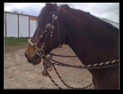 headstall. No other material of any kind is to be used in conjunction with the bosal, i.e. steel, metal or chains.