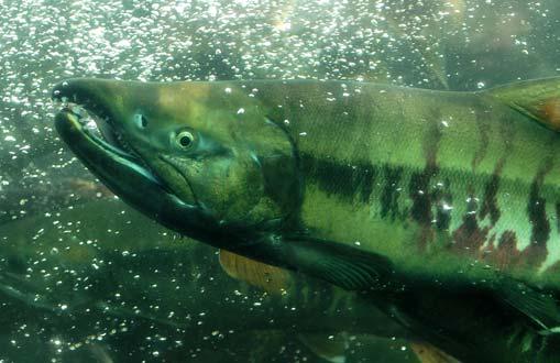 Chum Salmon (Oncorhynchus keta) Robert H. Armstrong and Marge Hermans Chum salmon have the widest geographical distribution of all Pacific salmon (Fig 1).