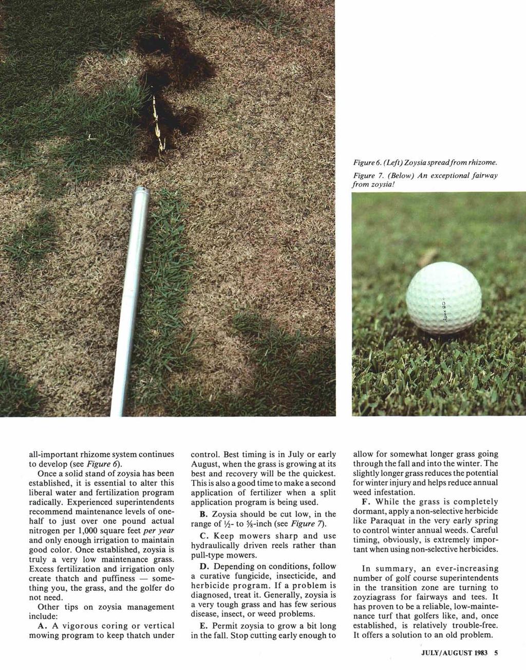 Figure 6. (Left) Zoysia spreadfrom rhizome. Figure 7. (Below) An exceptional fairway from zoysia! all-important rhizome system continues to develop (see Figure 6).