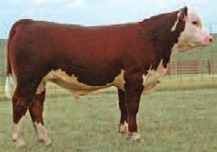 Look at the Bust Out daughters in production selling in this sale and then look at 31X s heifer calf at side by Bust Out.