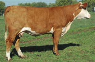 She was designed to be the ranch replacement for this potent cow family and has lived up to our expectations. Angular, sound and great uddered best describes this female.