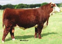 LOT 23A: Heifer calf born 2/2/12, tattoo 5Z, by KCL 17N Neon Sign 2042 12W ET. BW 83 lbs.