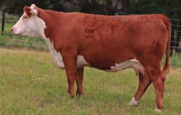 Safe in calf, due in September (confirmed heifer calf).