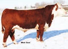 One son sold to Genex/CRI in 2010, and another to Geffert Cattle Co. in 2012.