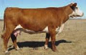 The TH Bismarck 243R daughters exhibit tremendous udder type. Will calve before sale day to TH 62S 45P Tank 126X.