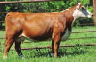7 +3.3 +63 +85 +18 +49 +0.1 +0.7.020 +.66.11 +18 +17 +14 +28 Big bodied and stout. Stems from one of the prominent cow families at Topp Herefords.