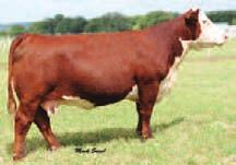 brother to 114Y is very similar in like and kind to their sire, 955W.