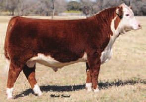 02 +14 +10 +13 +21 BR MSU Ms Showline 2042 ET Dam of Lots 4 & 5 A chance to acquire a son of two