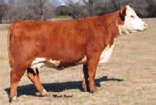 Has the exceptional udder that her family is known for. Combines the added power of Online, Hunter and Bust Out.