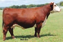 Sire offers a different pedigree, and his dam is a full sister to Harvie Raftsman. A young cow that should be staying here. Maternal sister sells as Lot 8.