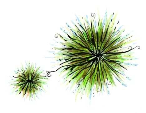 of Daphnia decreaces Phytoplankton not controlled