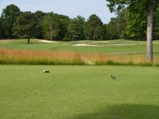 2013 Southern Junior and 2013 Virginia Women s State Amateur