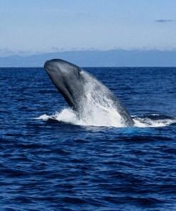 Azorean waters, ranging from the vast fin whale, at up to 24m to the