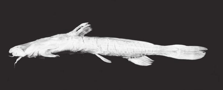 REVISION OF ACROCHORDONICHTHYS 393 FIG. 4.Acrochordonichthys ischnosoma, BMNH 1863.12.11.151, holotype, 97 4 mm L S ; Java: Citarum River drainage. FIG. 5.