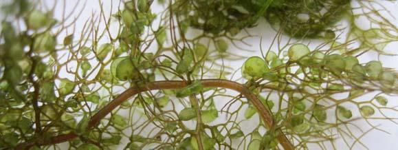 Common bladderwort (left) is a native aquatic plant that has floating stems that can grow 2-3 meters long.