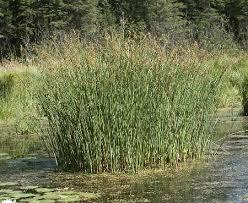 Bulrush (right) is a perennial that can grow up to 4m tall.