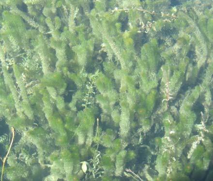 It forms dense mats at the water s surface shading out native plants, clogging motors and making swimming nearly impossible. Montana first discovered this plant in Noxon reservoir in 27.
