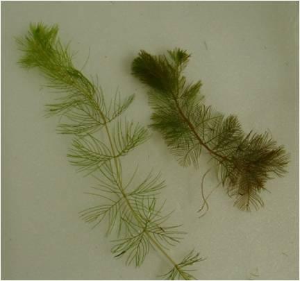 Eurasian watermilfoil typically has at least 14 leaflet pairs per leaf. EWM has the ability to spread rapidly because it reproduces through stem fragmentation.