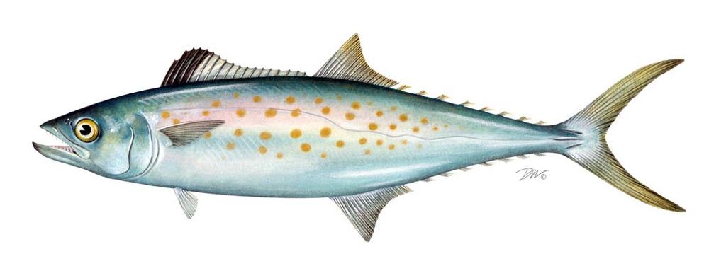 2014 REVIEW OF THE ATLANTIC STATES MARINE FISHERIES COMMISSION FISHERY MANAGEMENT PLAN FOR SPANISH MACKEREL (Scomberomorus maculatus) 2013 FISHING YEAR Prepared by the Spanish Mackerel Plan
