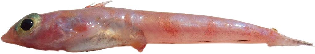 Figure 2. - Centrodraco fidelis new species, New Caledonian EEZ, southern Loyalty Rise, Banc de l Orne, 412-436 m depth (paratype, NTUM 10654). Photograph: W.-J. Chen.