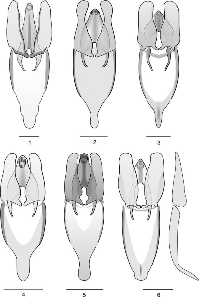 Entomologica Basiliensia et Collectionis Frey 34, 2013 167 Figs 1 6. Aedeagus: 1 Anacaena brancuccii; 2 A.