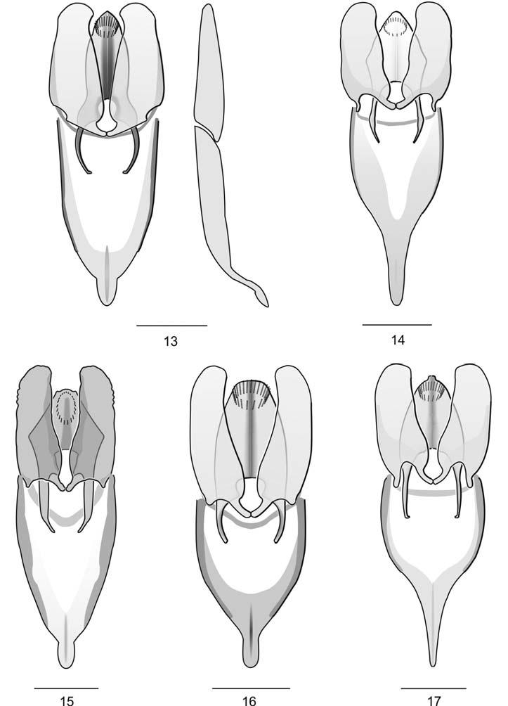 Entomologica Basiliensia et Collectionis Frey 34, 2013 169 Figs 13 17.