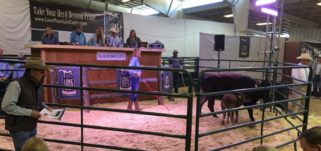 Bob Estrin put together a solid group of females, with a few bulls mixed in and with the help of Mercedes and the JDA Sales team, produced a totally spectacular sale.