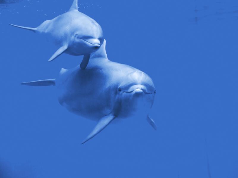 Hearing loss TTS studies in a few marine mammal and fish species